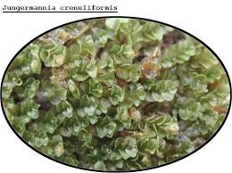 Attēlu rezultāti vaicājumam “Jungermannia leiantha”