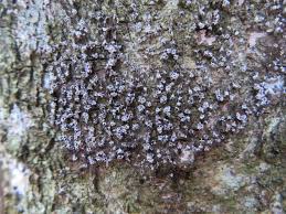 Attēlu rezultāti vaicājumam “Physarum murinum stalked”