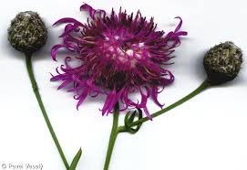 Attēlu rezultāti vaicājumam “Centaurea scabiosa flower”