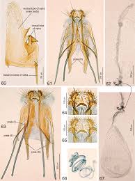 Attēlu rezultāti vaicājumam “Tischeriidae”