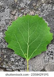 Attēlu rezultāti vaicājumam “Populus tremula leaf”