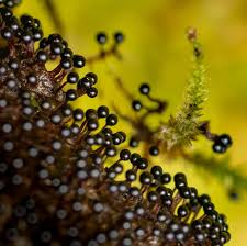 Attēlu rezultāti vaicājumam “Metatrichia floriformis stalked”