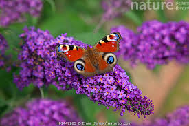 Attēlu rezultāti vaicājumam “Inachis io”