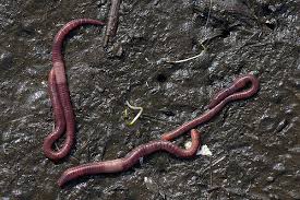 Attēlu rezultāti vaicājumam “Lumbricidae”