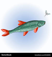 Image result for Chondrostoma nasus