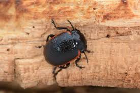 Attēlu rezultāti vaicājumam “Chrysolina sanguinolenta”