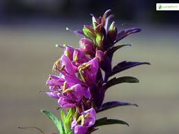 Attēlu rezultāti vaicājumam “Odontites vulgaris flower”