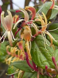 Attēlu rezultāti vaicājumam “Lonicera caprifolium”