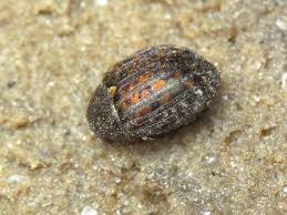 Attēlu rezultāti vaicājumam “Cytilus sericeus”