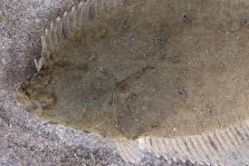 Image result for Platichthys flesus
