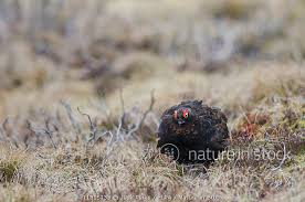 Attēlu rezultāti vaicājumam “Lagopus lagopus male”