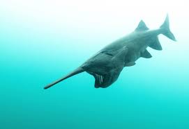 Image result for Polyodon spathula