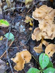 Attēlu rezultāti vaicājumam “Cantharellus lutescens”