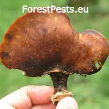 Attēlu rezultāti vaicājumam “Polyporus badius”