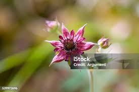 Attēlu rezultāti vaicājumam “Comarum palustre fruit”