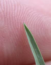 Attēlu rezultāti vaicājumam “Poa remota bud”