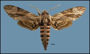 Attēlu rezultāti vaicājumam “Agrius convolvuli”