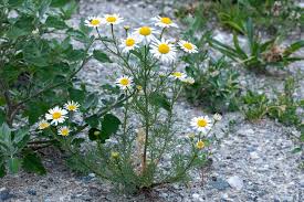 Attēlu rezultāti vaicājumam “Tripleurospermum inodorum”