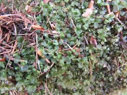 Attēlu rezultāti vaicājumam “Rhizomnium punctatum sporophyte”