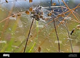 Attēlu rezultāti vaicājumam “Phylloneta cocoon”
