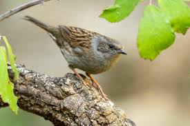 Attēlu rezultāti vaicājumam “Prunella modularis”