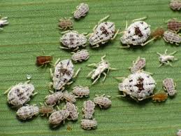 Attēlu rezultāti vaicājumam “Rhopalosiphum oxyacanthae”