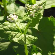 Attēlu rezultāti vaicājumam “Fagopyrum esculentum”