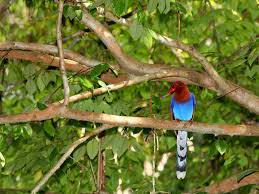 Image result for синхараджа