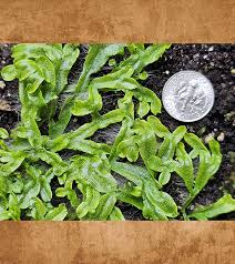 Attēlu rezultāti vaicājumam “Conocephalum conicum”