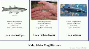 Image result for Chelon richardsonii