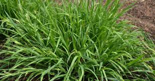 Attēlu rezultāti vaicājumam “Carex caryophyllea fruit”