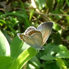 Attēlu rezultāti vaicājumam “Plebejus argyrognomon”