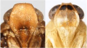 Attēlu rezultāti vaicājumam “Cixiidae”