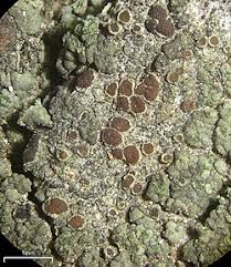 Attēlu rezultāti vaicājumam “Lecanora albella”