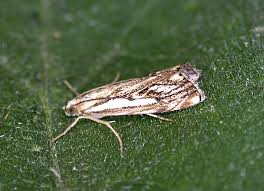 Attēlu rezultāti vaicājumam “Catoptria fulgidella”