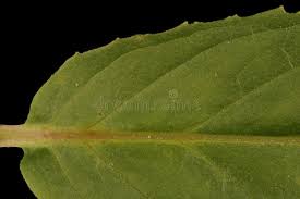 Attēlu rezultāti vaicājumam “Epilobium palustre fruit”