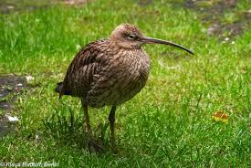 Attēlu rezultāti vaicājumam “Numenius arquata”