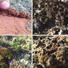 Attēlu rezultāti vaicājumam “Tortula truncata sporophyte”