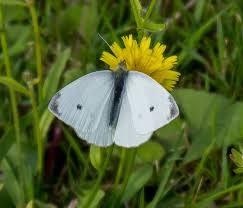 Attēlu rezultāti vaicājumam “Pieris rapae male”