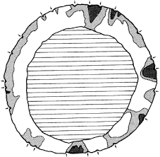 Attēlu rezultāti vaicājumam “Ophiostoma polyporicola”