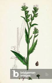 Attēlu rezultāti vaicājumam “Anchusa arvensis”