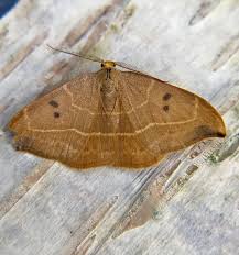 Attēlu rezultāti vaicājumam “Watsonalla binaria”