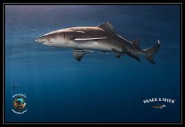 Image result for Negaprion acutidens