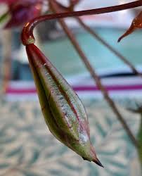 Attēlu rezultāti vaicājumam “Impatiens glandulifera fruit”