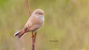 Image result for Sylvia nana