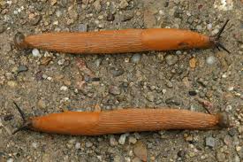 Attēlu rezultāti vaicājumam “Arion lusitanicus”