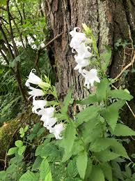 Attēlu rezultāti vaicājumam “Campanula latifolia leaf”