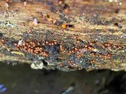 Attēlu rezultāti vaicājumam “Lycogala exiguum aggr. macro”