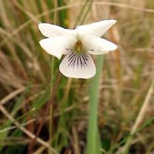 Attēlu rezultāti vaicājumam “Vouauxiomyces santessonii”