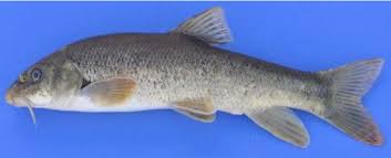 Image result for Barbus barbus